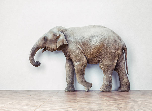 istock elephant calm in the room 496118282