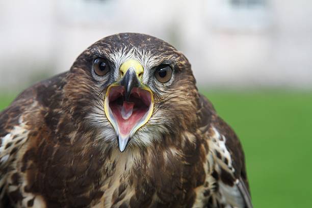 istock close -up of buzzard with beak open 496118524