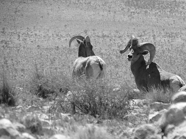 bighorn sheep - bighorn sheep sheep desert mojave desert stock-fotos und bilder