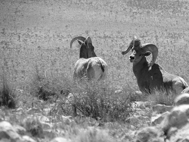 mouflon des rocheuses - bighorn sheep sheep desert mojave desert photos et images de collection