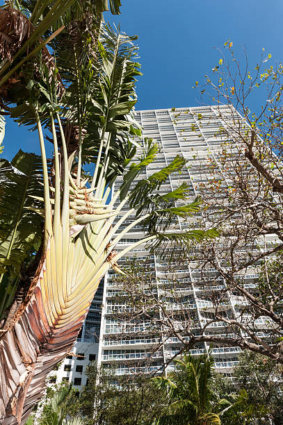 istock Tropical Urban Miami 496121534