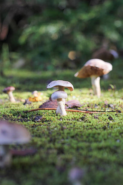 istock pair of small mushrooms 496121560