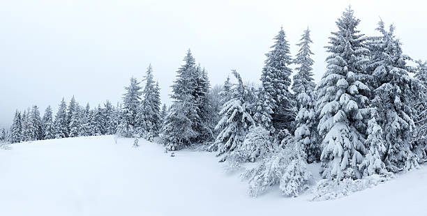 istock Winter landscape with snowy fir trees 496122510
