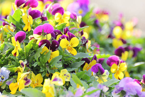 Pansy flower in garden.