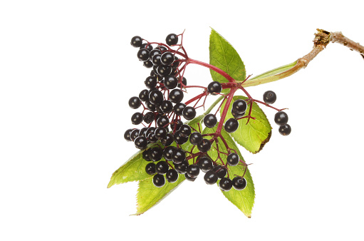 Ripe Elderberries, Sambucus nigra, and foliage isolated against white