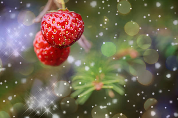 Ripe berry of strawberry. Background bokeh and color blur