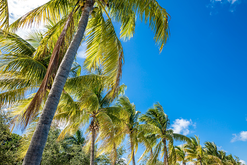 Tropical image with palm trees in the blue sunny sky
