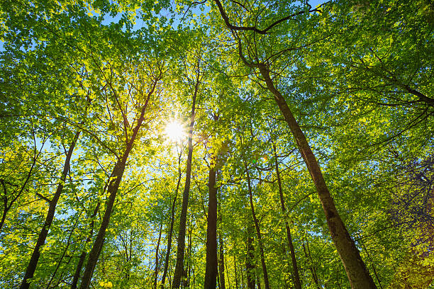 istock Spring Sun Shining Through Canopy Of Tall Trees. Upper Branches 496125620
