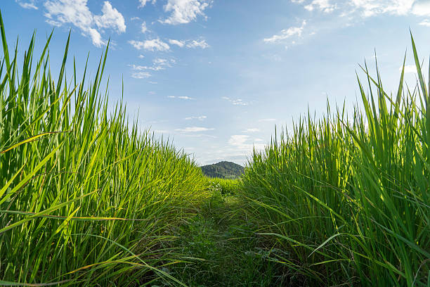 istock Paddy field space walk way in the middle 496125840