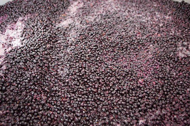 istock Red grapes fermenting in a wine distillery 496127864