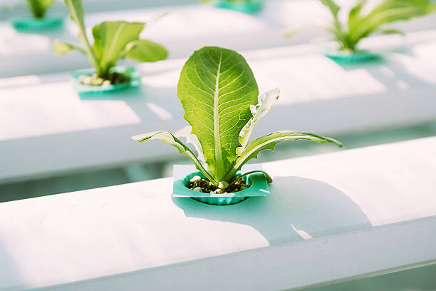 Green Vegetable hydroponics farm. Hydroponic vegetable is planted in a garden. aquaponics photos stock pictures, royalty-free photos & images