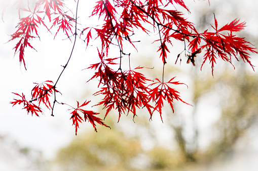 Autumn red leaves bush, vertical