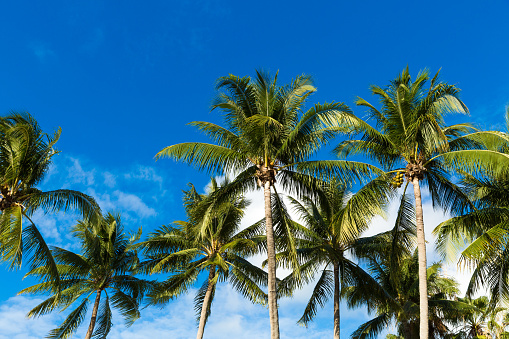 Tropical palm trees in Hawaii