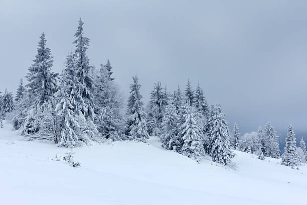 istock Winter landscape with snowy fir trees 496129522