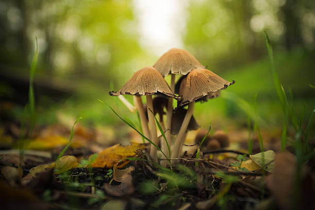 cogumelo com borrão de fundo - edible mushroom mushroom fungus colony imagens e fotografias de stock