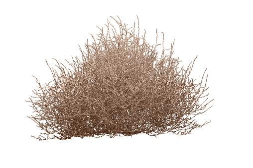 This is an image, isolated on 255 white, of a tumbleweed with an attached clipping path. The tumbleweed  is an invasive noxious weed more accurately know as the Russian thistle. It is prevalent in western US and is associated with the Old West as the tumbleweed blows across the desert with the wind.