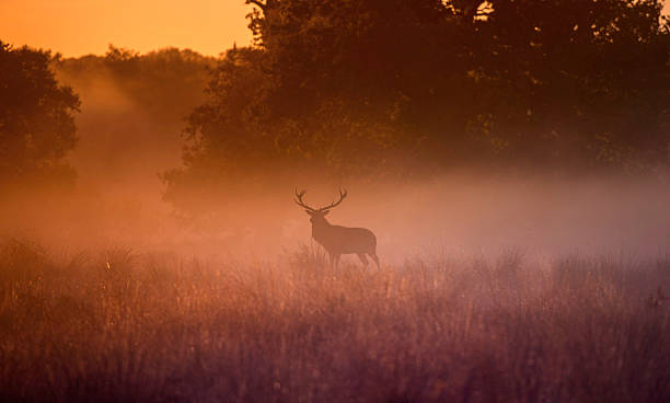 istock Red deer stag in the early morning mist 496132432