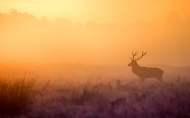 istock Silhouette of red deer stag at dawn 496152934
