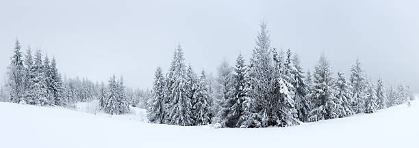 istock Winter landscape with snowy fir trees 496154312