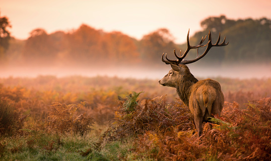 Red deer stag in misty morning
