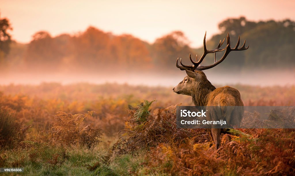 Red deer stag in misty morning Red deer stag, Cervus elaphus, the autumn rut in Richmond Park. Deer Stock Photo