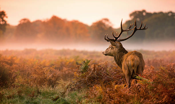 red deer stag in misty morning - birleşik krallık fotoğraflar stok fotoğraflar ve resimler