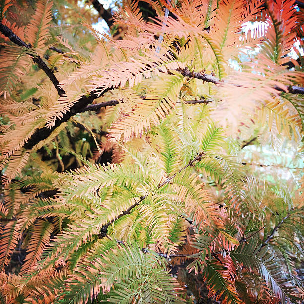 istock Autumn Leaves on Dawn Redwood Tree 496155630