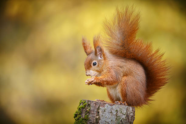 Eichhörnchen im Herbst Farben – Foto