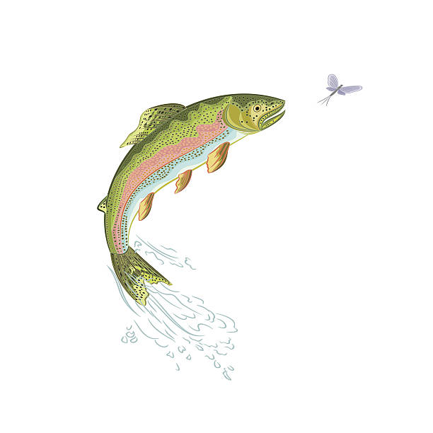 American trout jumps American trout jumps vector ilustration without gradients fly fishing illustrations stock illustrations