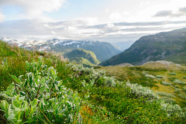istock Blurred image of summertime highland valley 496156426