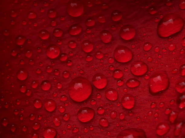 istock Red rose with lots of water drops. Macro 496156865