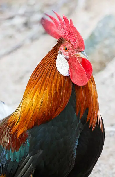 Beautiful black-red cock with a red crest