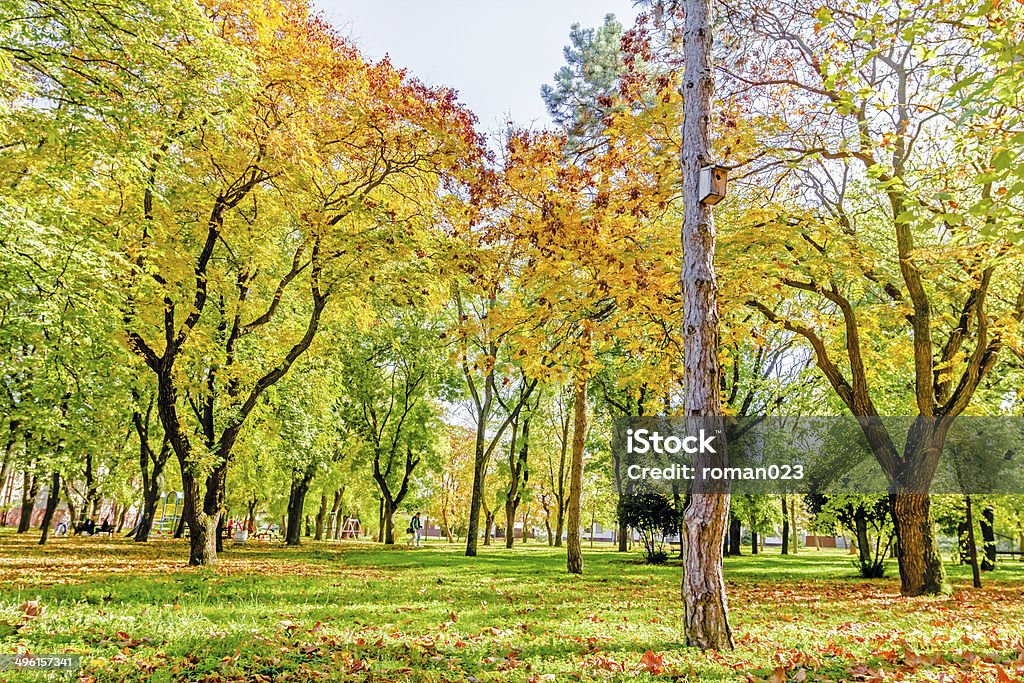 Bird House Wooden bird house on a Pine tree in autumn Above Stock Photo