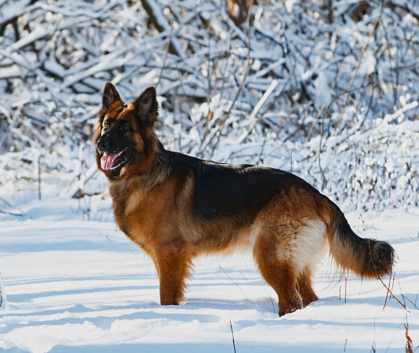 istock German shepherd dog standing in snow, winter forest 496157506