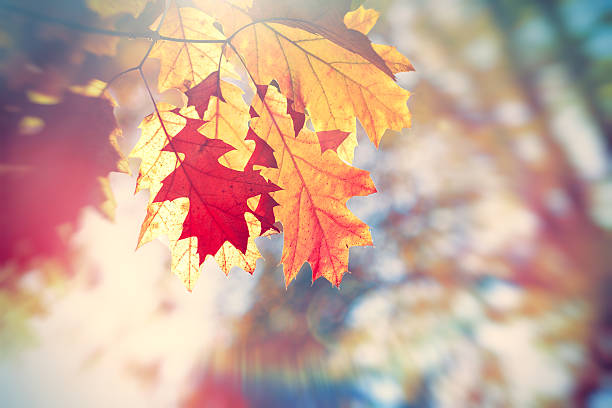 istock Beautiful oak leaves on tree in forest 496157892