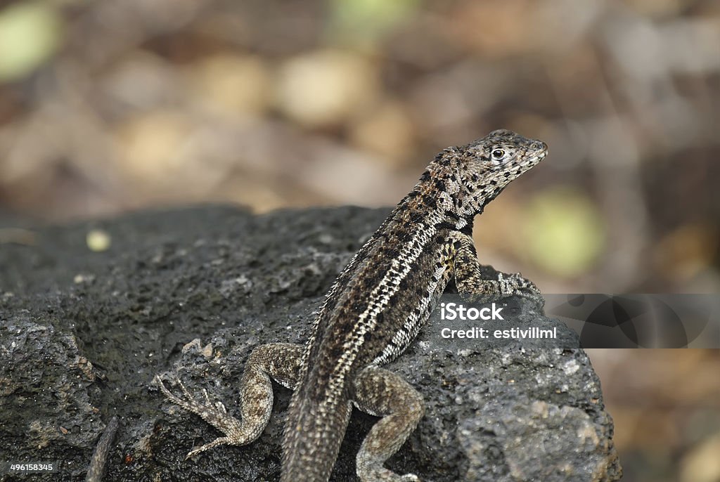 Galapagos Lava Lizard (Microlophus albemarlensis) - Zbiór zdjęć royalty-free (Ameryka)