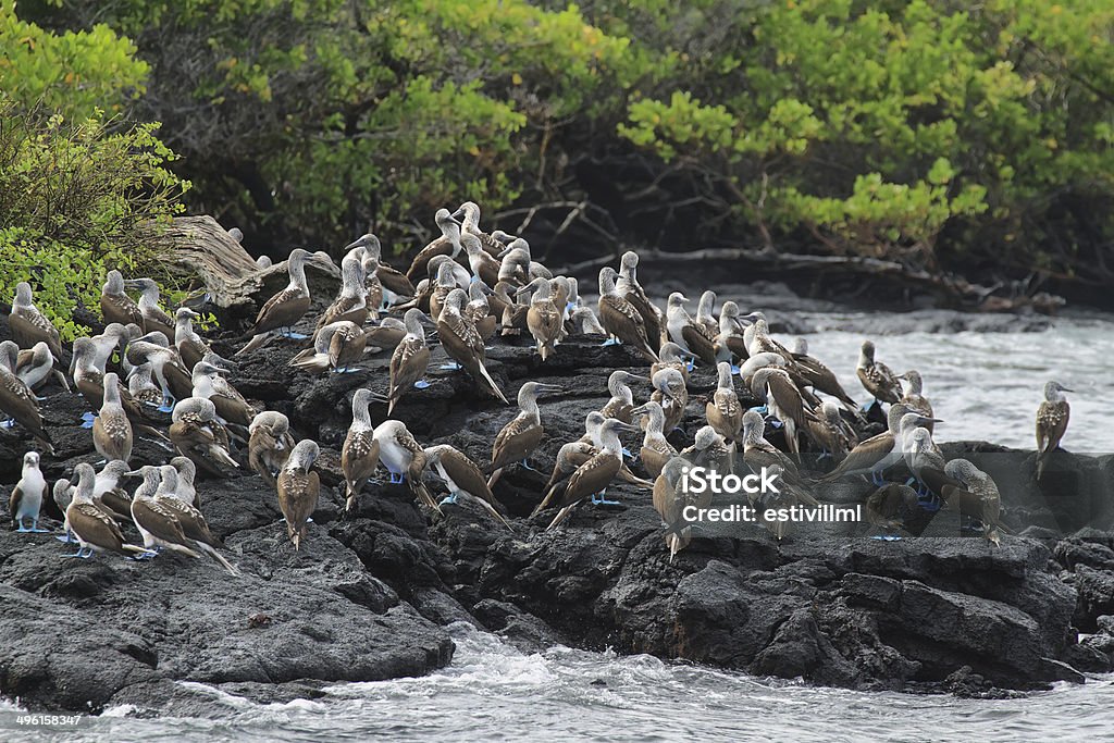 Colonia de azul antiguo boobies - Foto de stock de Aire libre libre de derechos