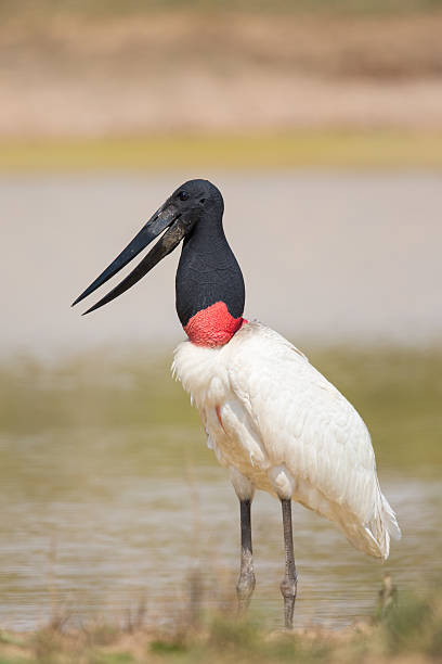 istock Jabiru Stork close up of feeding bird 496158976