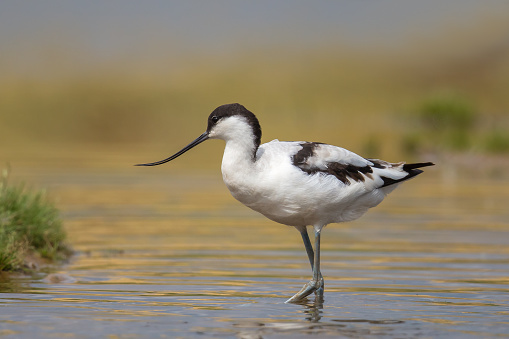 An Avocet (Recurvirostra avosetta) wading in water, against a blurred natural background with golden reflections in the water, UK