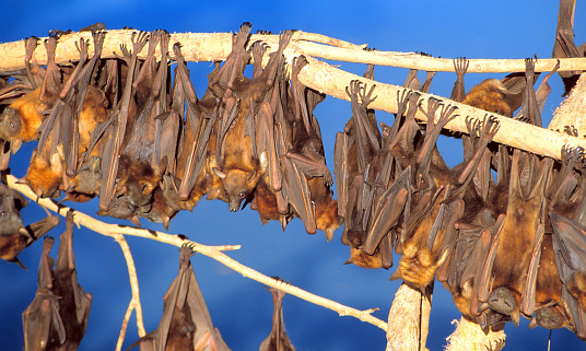 little red flying foxes on the Norman river Queensland.Australia