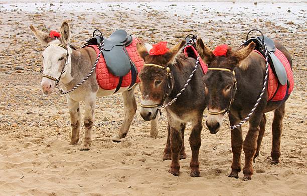 istock Donkey rides at the beach England 496159485