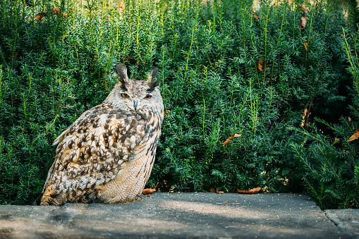 The Eurasian eagle-owl wild bird (Bubo bubo) is a species of eagle-owl that resides in much of Eurasia.