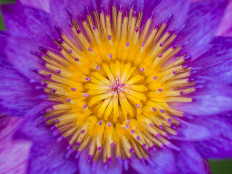 Beautiful purple lotus closeup with beautiful yellow pollen and carpel, Thailand