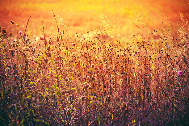 istock Yellow Dry Autumn Grass On Meadow 496161568