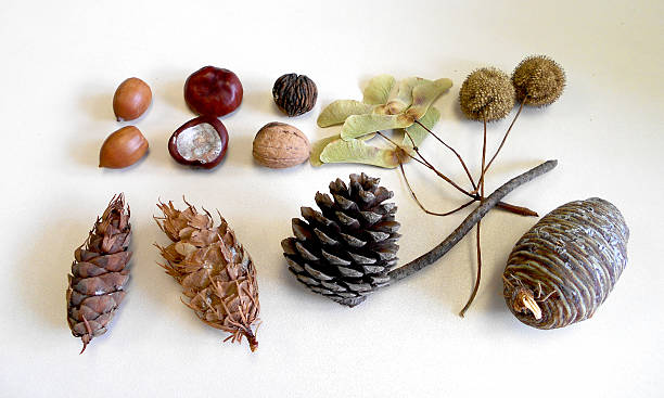 istock fruits, cones and seeds of deciduous an conifere trees 496161910