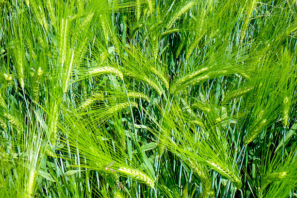 fresco verde di grano - korn foto e immagini stock