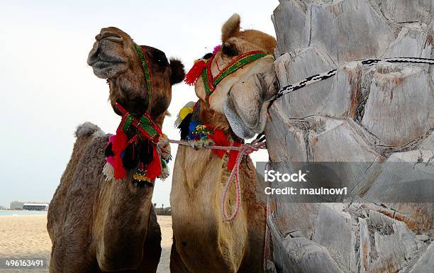 Camellos En La Playa Foto de stock y más banco de imágenes de Aire libre - Aire libre, Arena, Camello