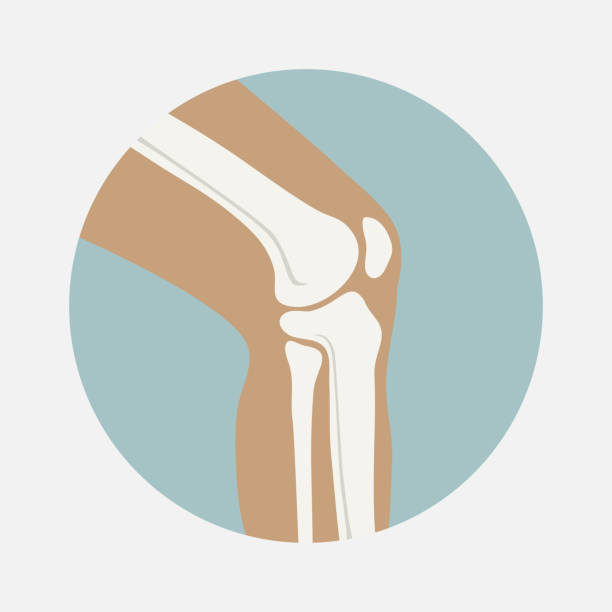 Human knee joint Human knee joint icon, emblem for orthopedic clinic fibula stock illustrations