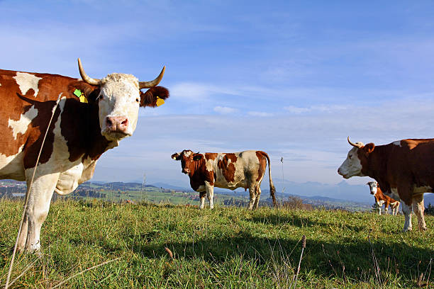 istock Brown Swiss and Simmental cattle 496165368