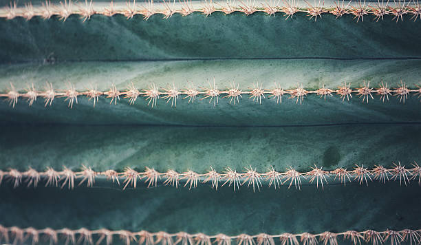 Cactus Background Close-up of cactus lines. saguaro cactus stock pictures, royalty-free photos & images